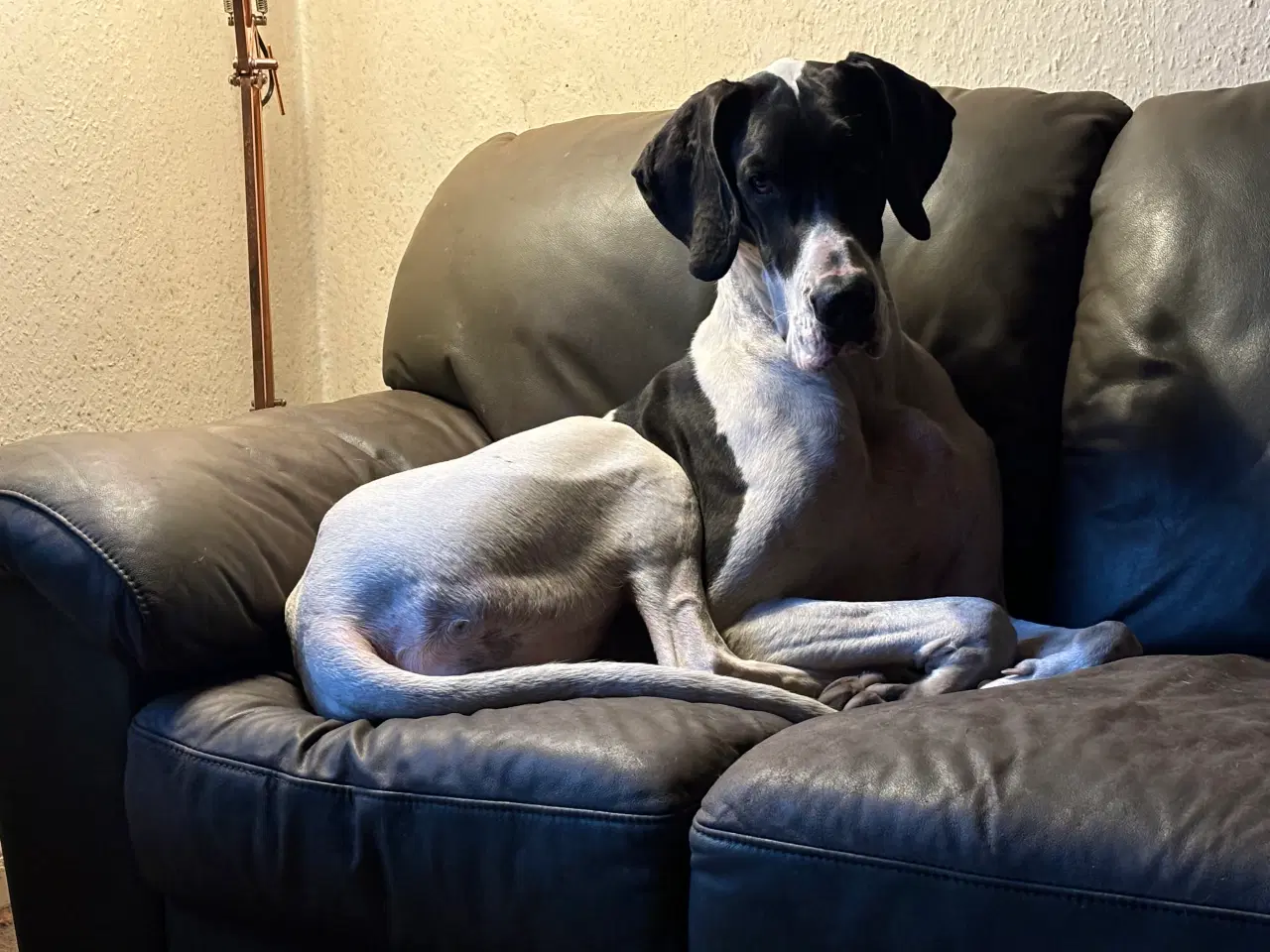 Billede 2 - Grand Danois hvalpe