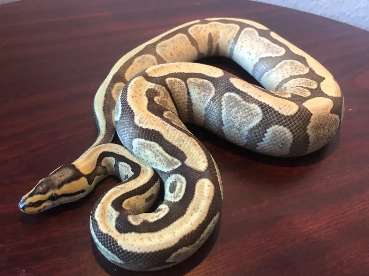 Billede 1 - 0,1 Enchi Desert Ghost 50% het Amur ca 800 g