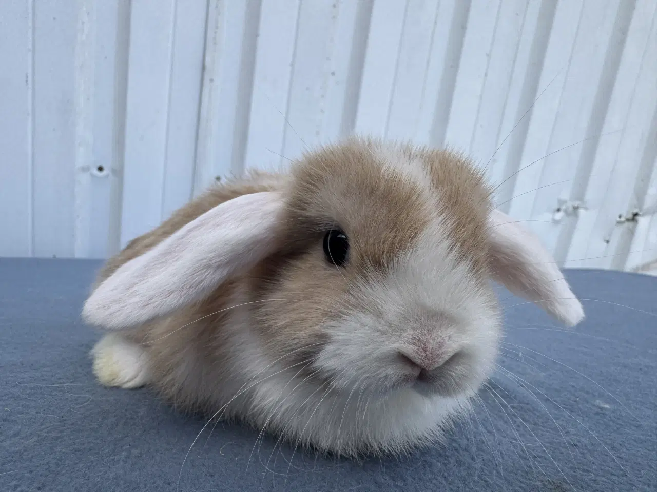Billede 1 - Dværgvædder hunkanin