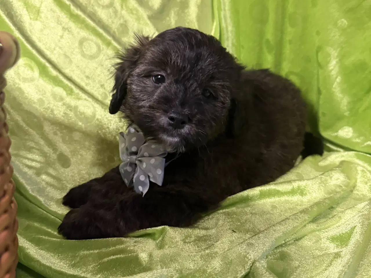 Billede 6 - Rejseklar Shihpoo /Klar i dit nye hjem/