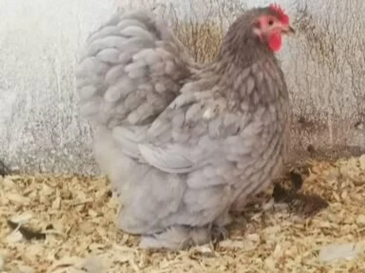 Billede 8 - Dværg kochin 