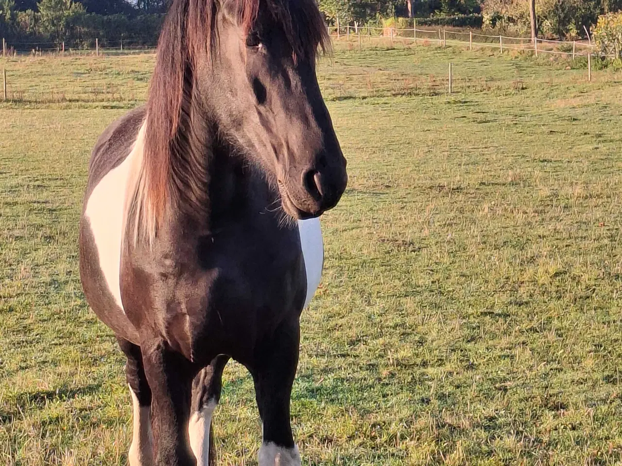 Billede 1 - Projekthest evt kun til arbejde fra jorden