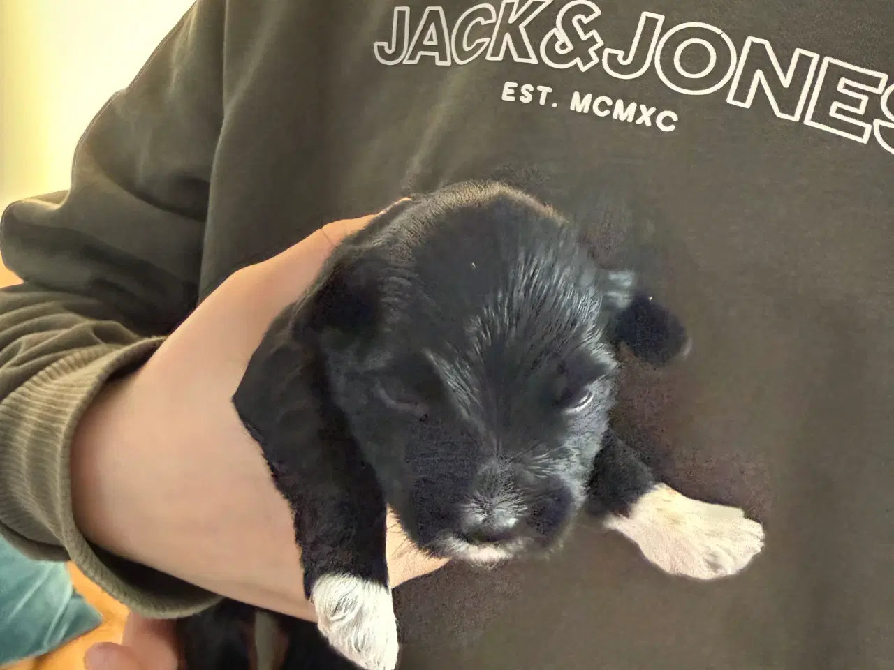 Billede 2 - Bichon havanaise hvalpe med stamtavle 