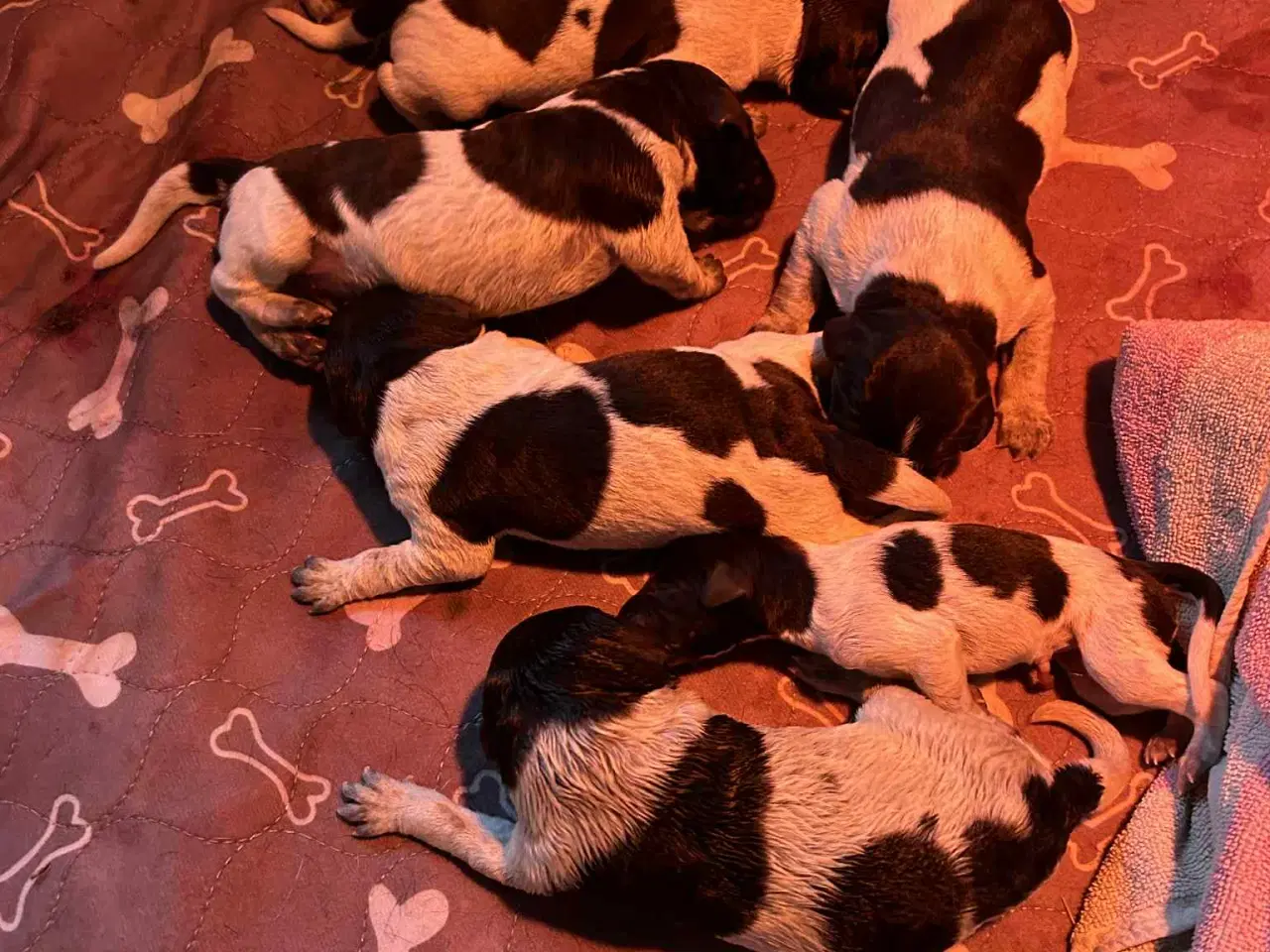 Billede 12 - Rughårede hønsehunds hvalpe