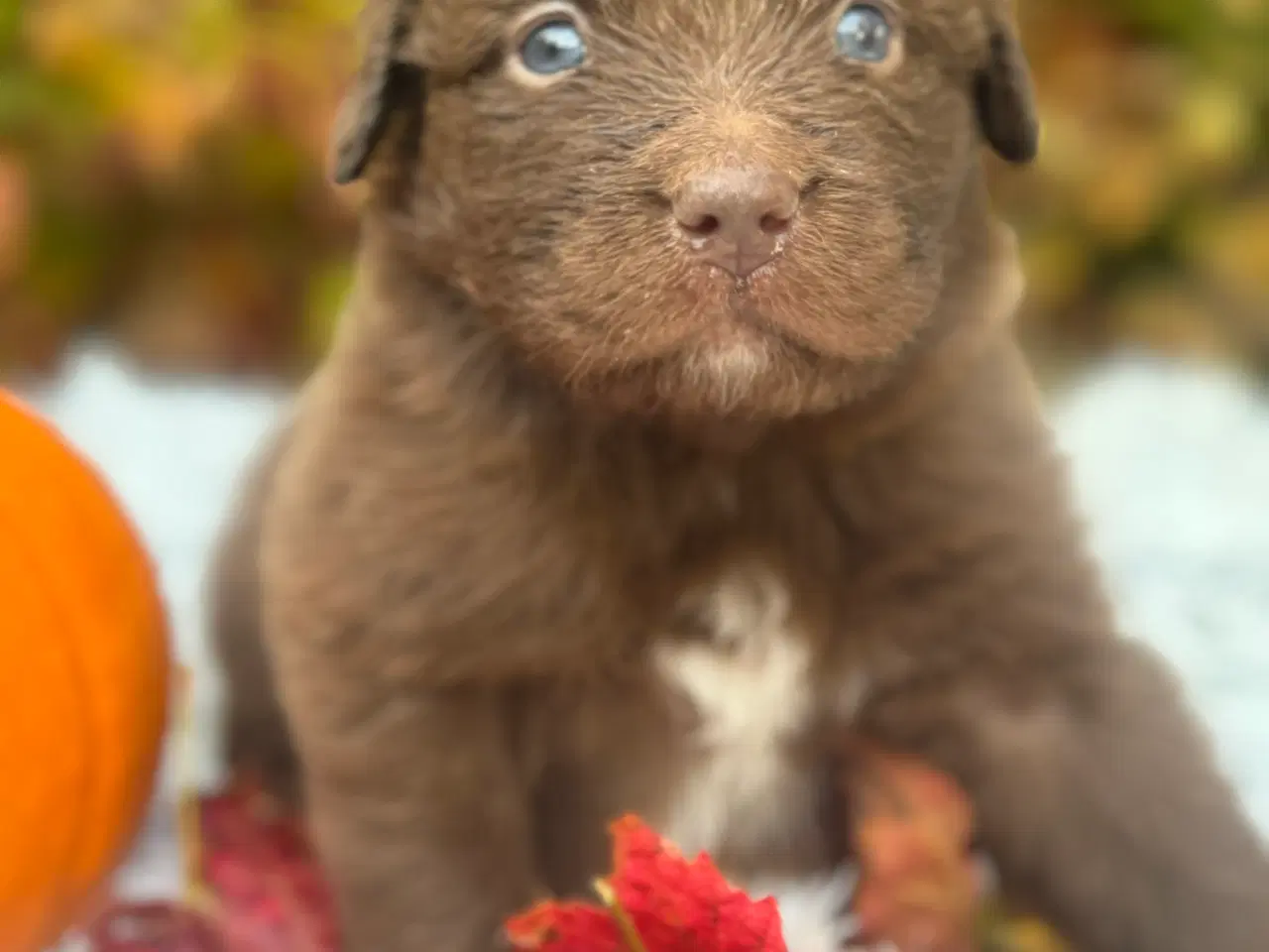 Billede 5 - Australian shepherd/newfoundlænder hvalpe