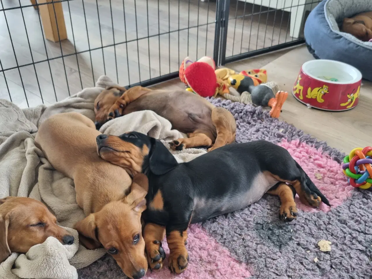 Billede 5 - 2 stk gravhundehvalpe korthåret mangler hjem
