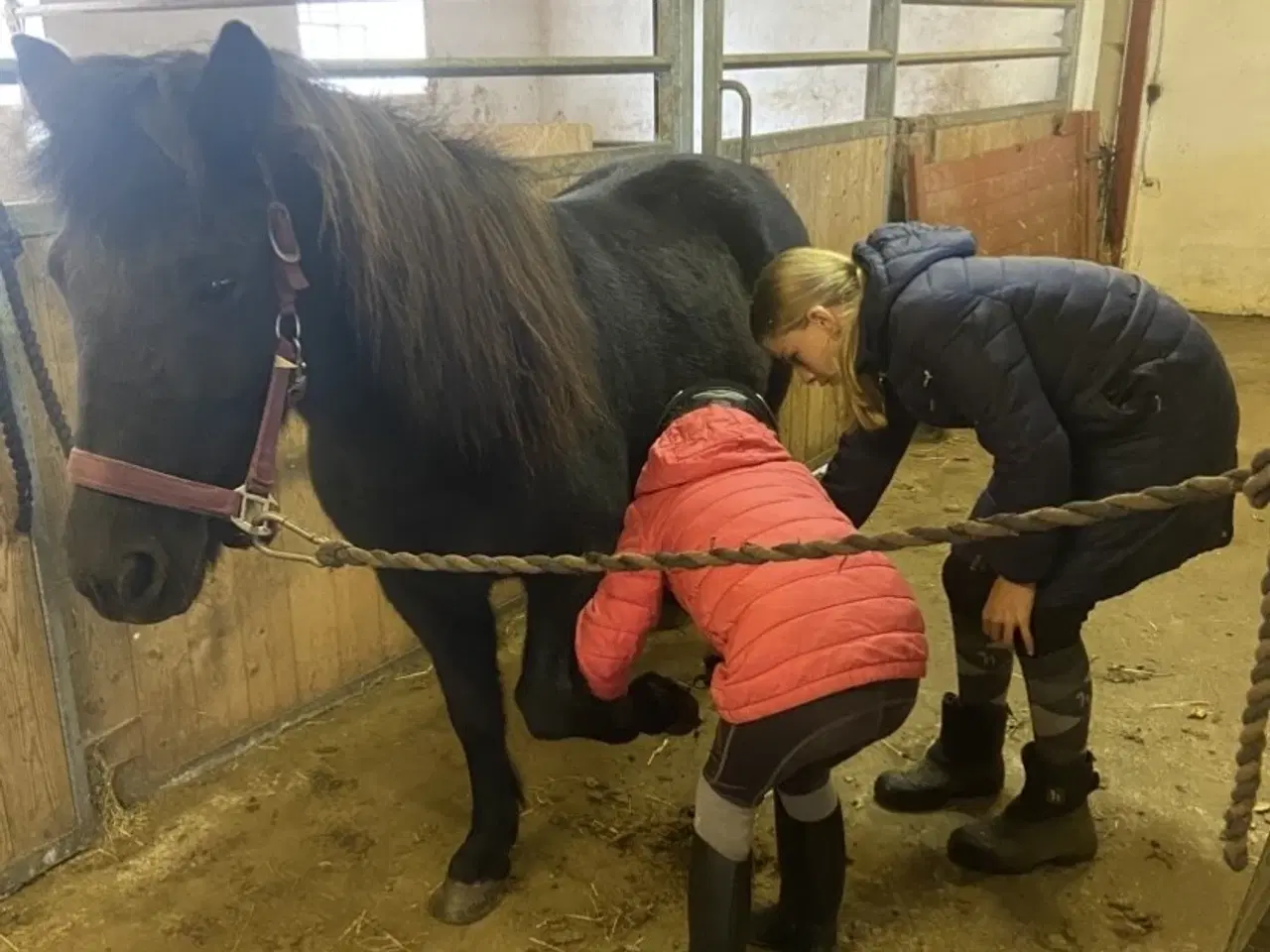 Billede 2 - Skøn turpony søger nyt hjem