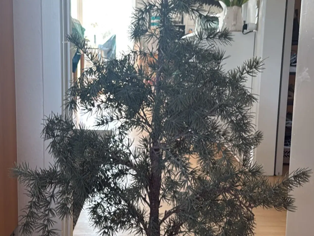 Billede 2 - Cedertræ fra casa. 