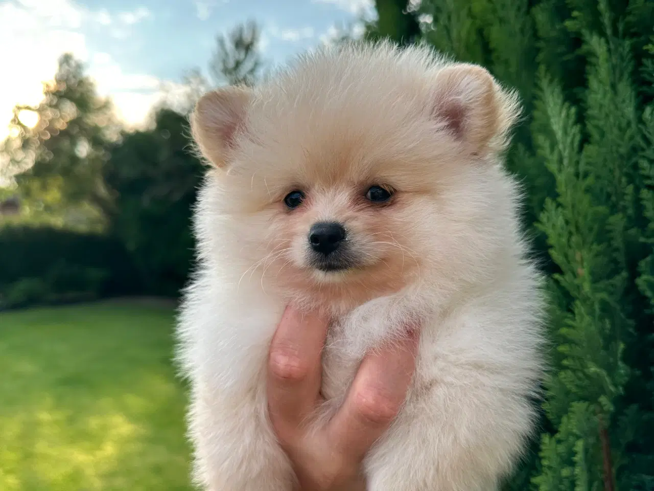 Billede 1 - Pomeranian 