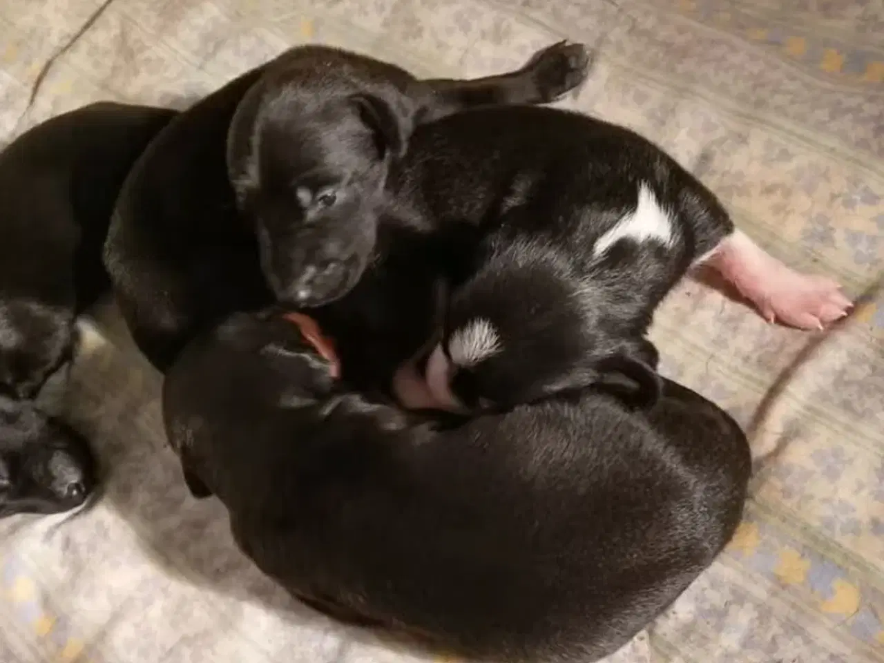 Billede 11 - 2 søde og aktive Dobermann blandingshvalpe