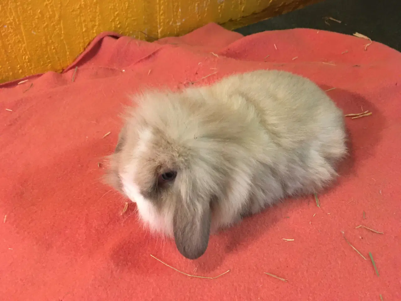 Billede 1 - Lille Valde er nu klar til at komme videre