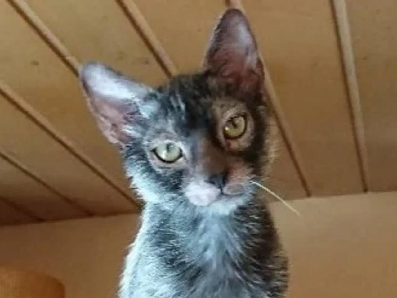 Billede 7 - Lykoi ( Werewolf cat )