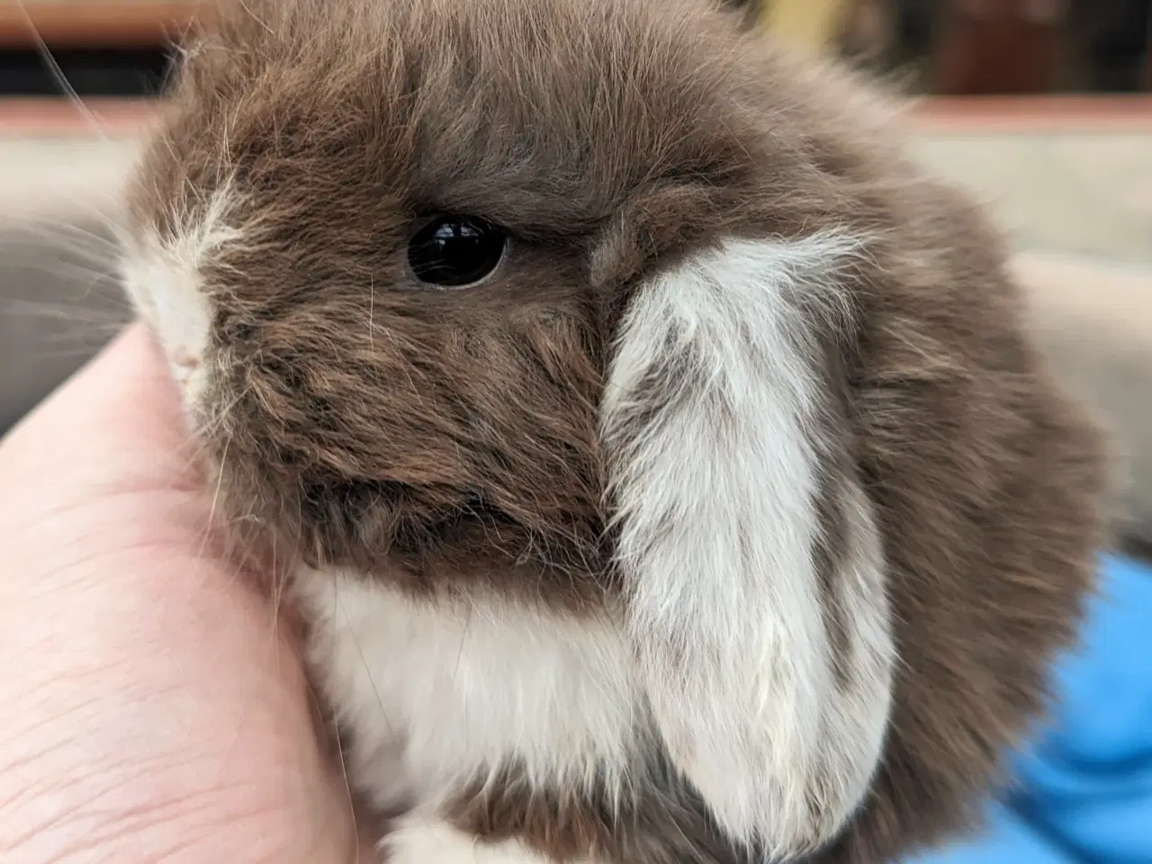 Billede 5 - Minilop kaninunge sælges 