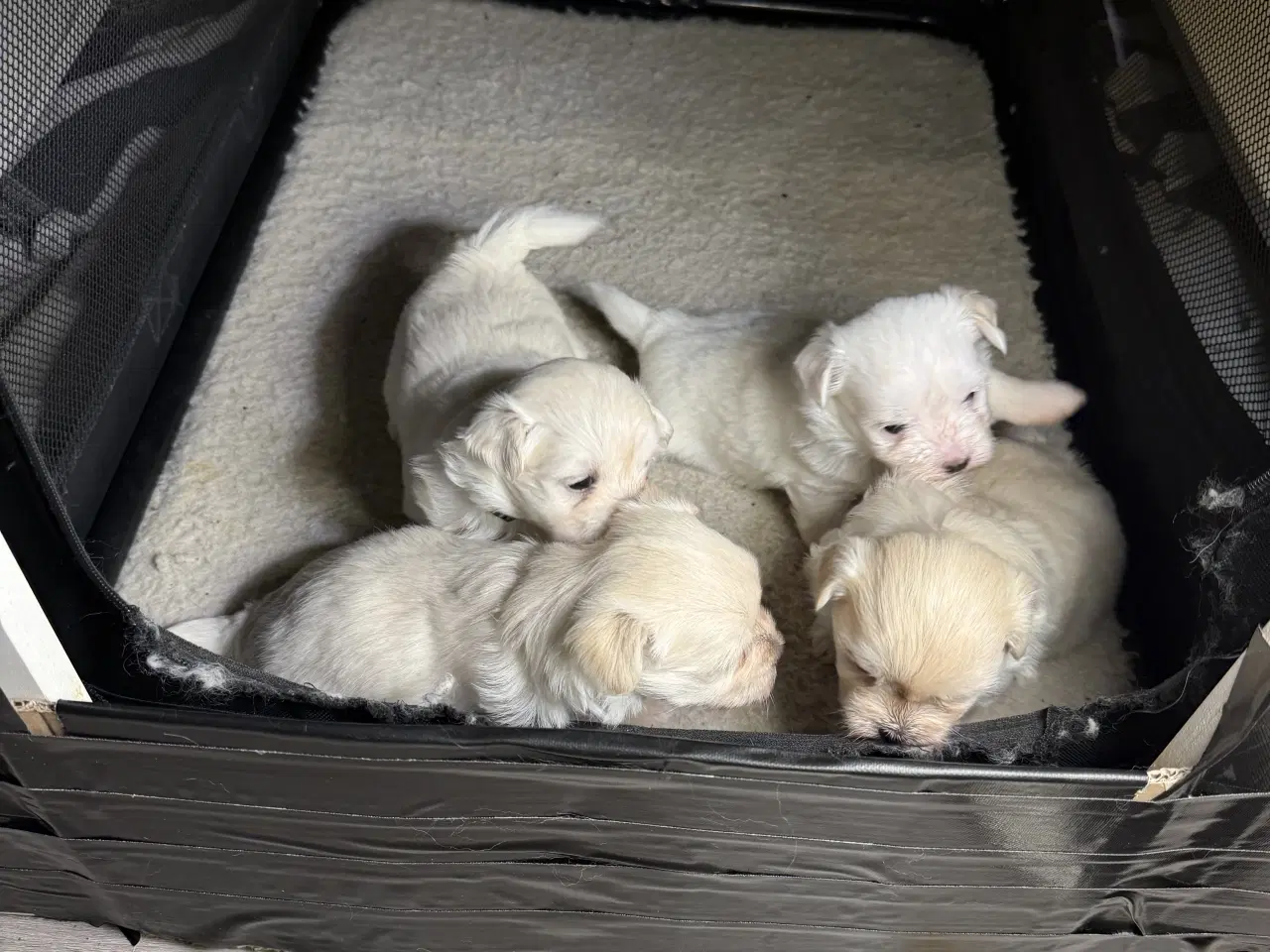 Billede 4 - 4 Søde og Kærlige Malteserhvalpe til Salg