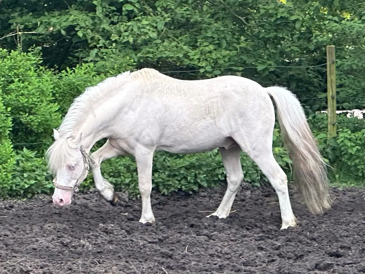 Billede 2 - Bedækning Welsh mountain hingst 