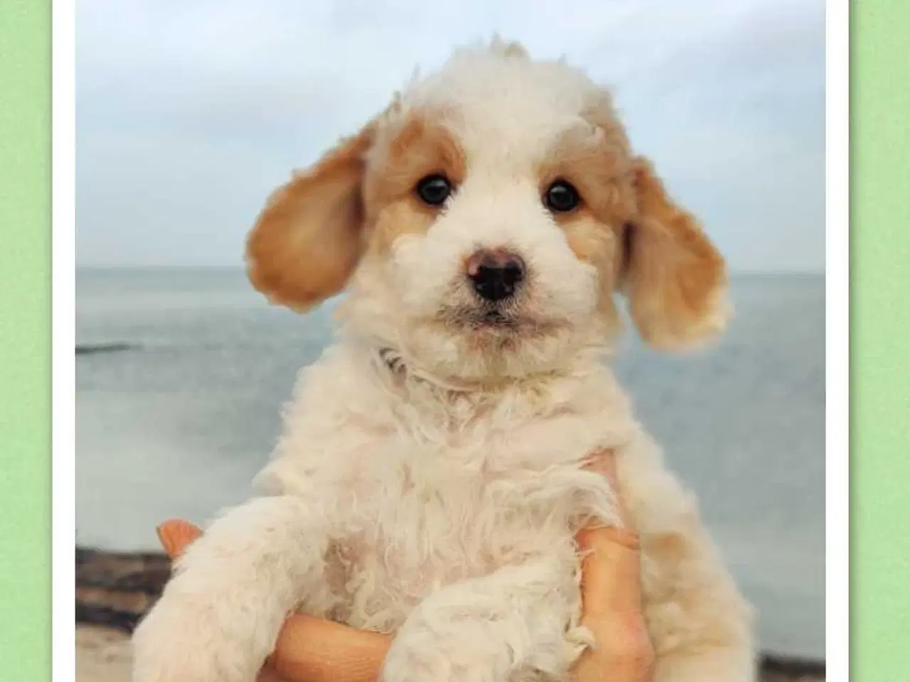 Billede 2 - Søde cavapoo hvalpe klar til eventyr