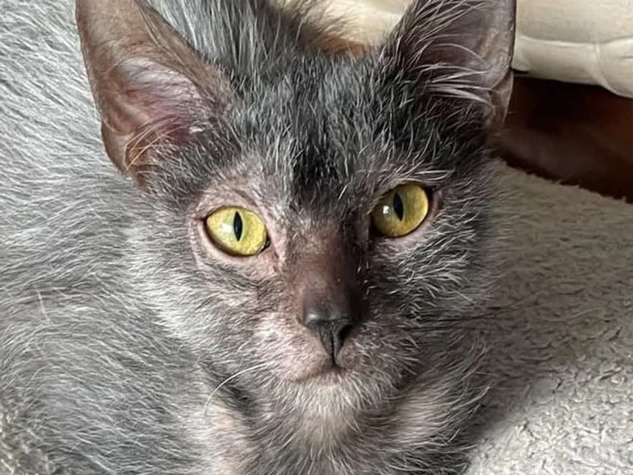 Billede 6 - Lykoi ( Werewolf cat )