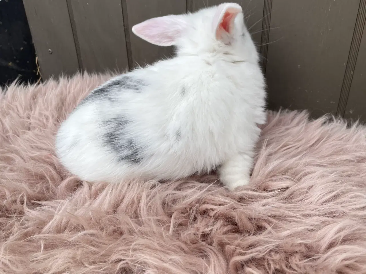 Billede 9 - Minilop dreng klar nu