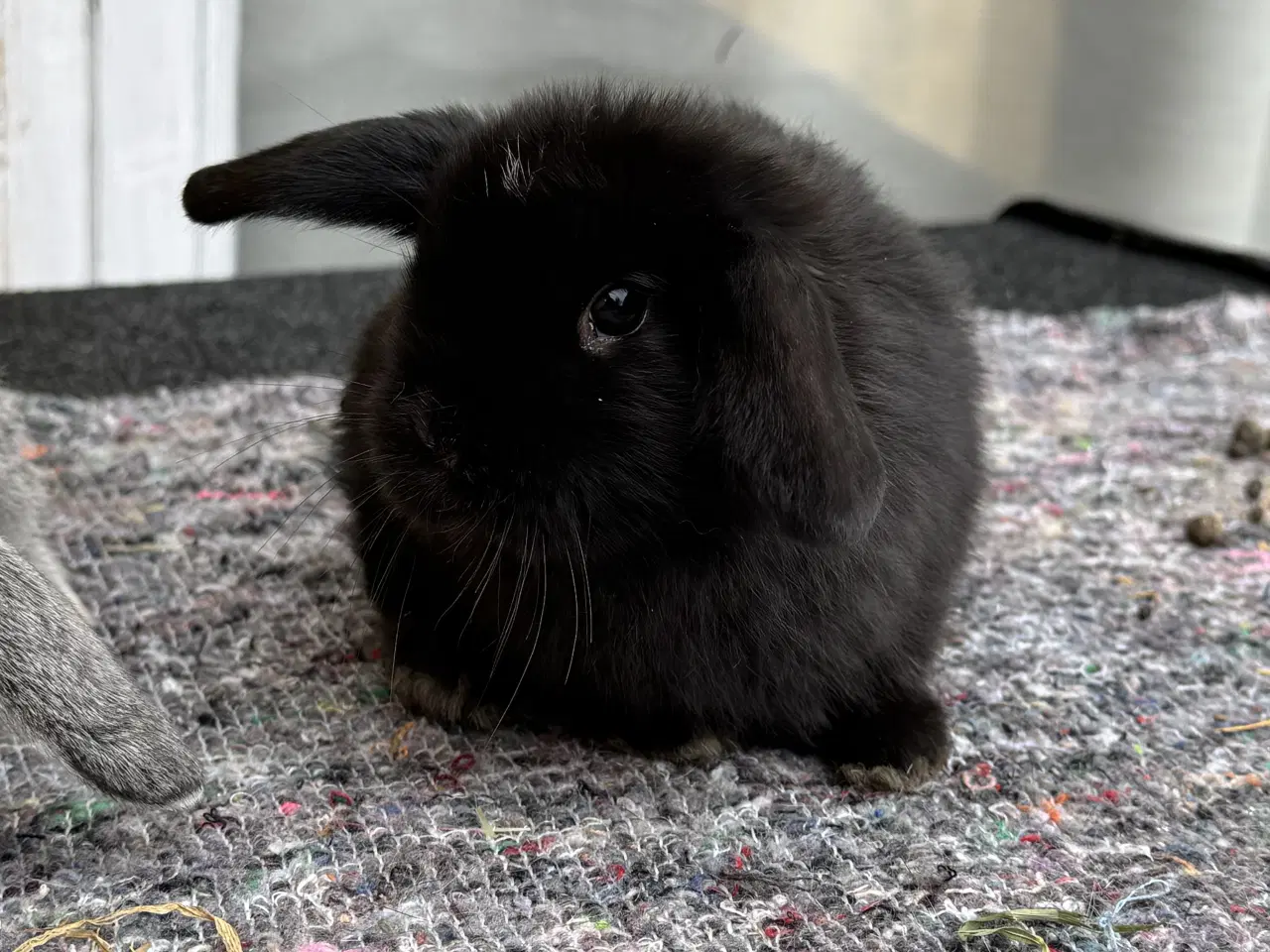 Billede 4 - Dværgvædder unger sælges