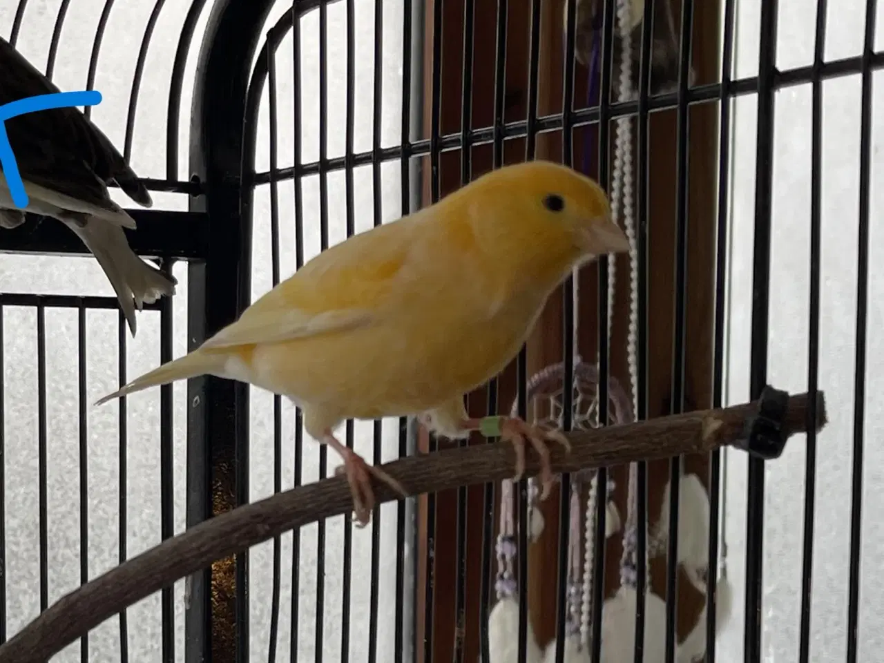 Billede 2 - Han Kanariefugl