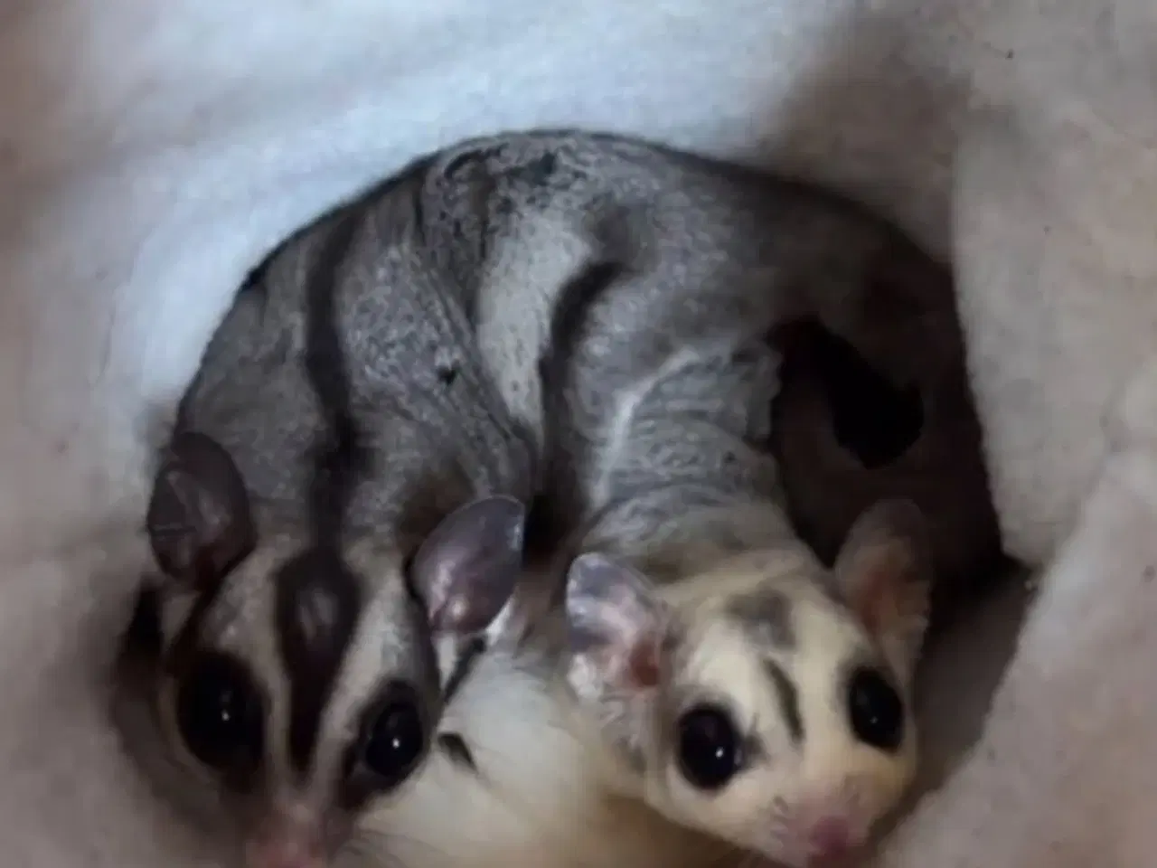 Billede 2 - Suger glider 2 hanner og 1 hun med bur -)