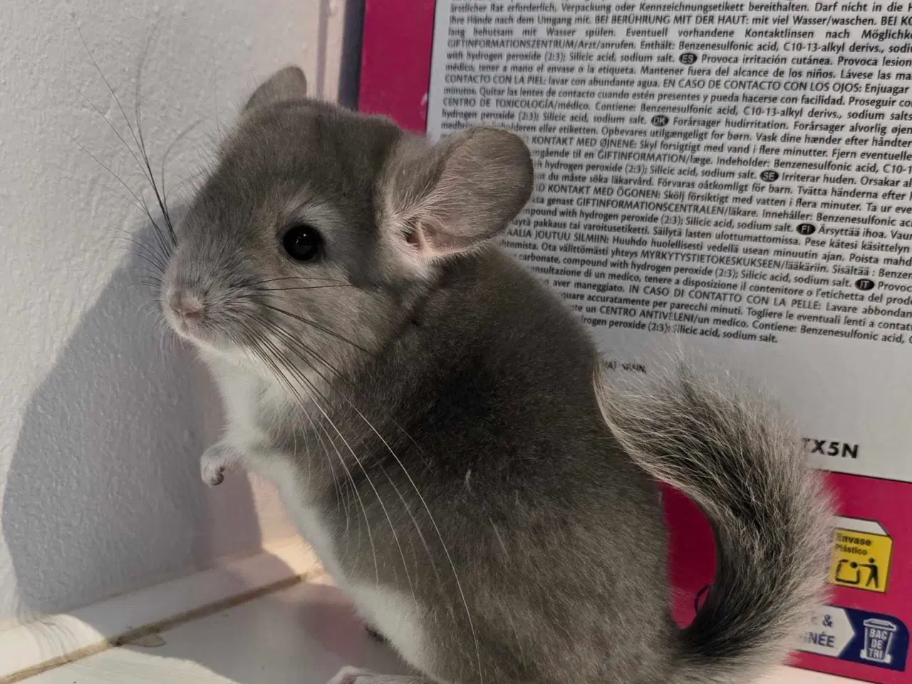 Billede 2 - Chinchilla unge