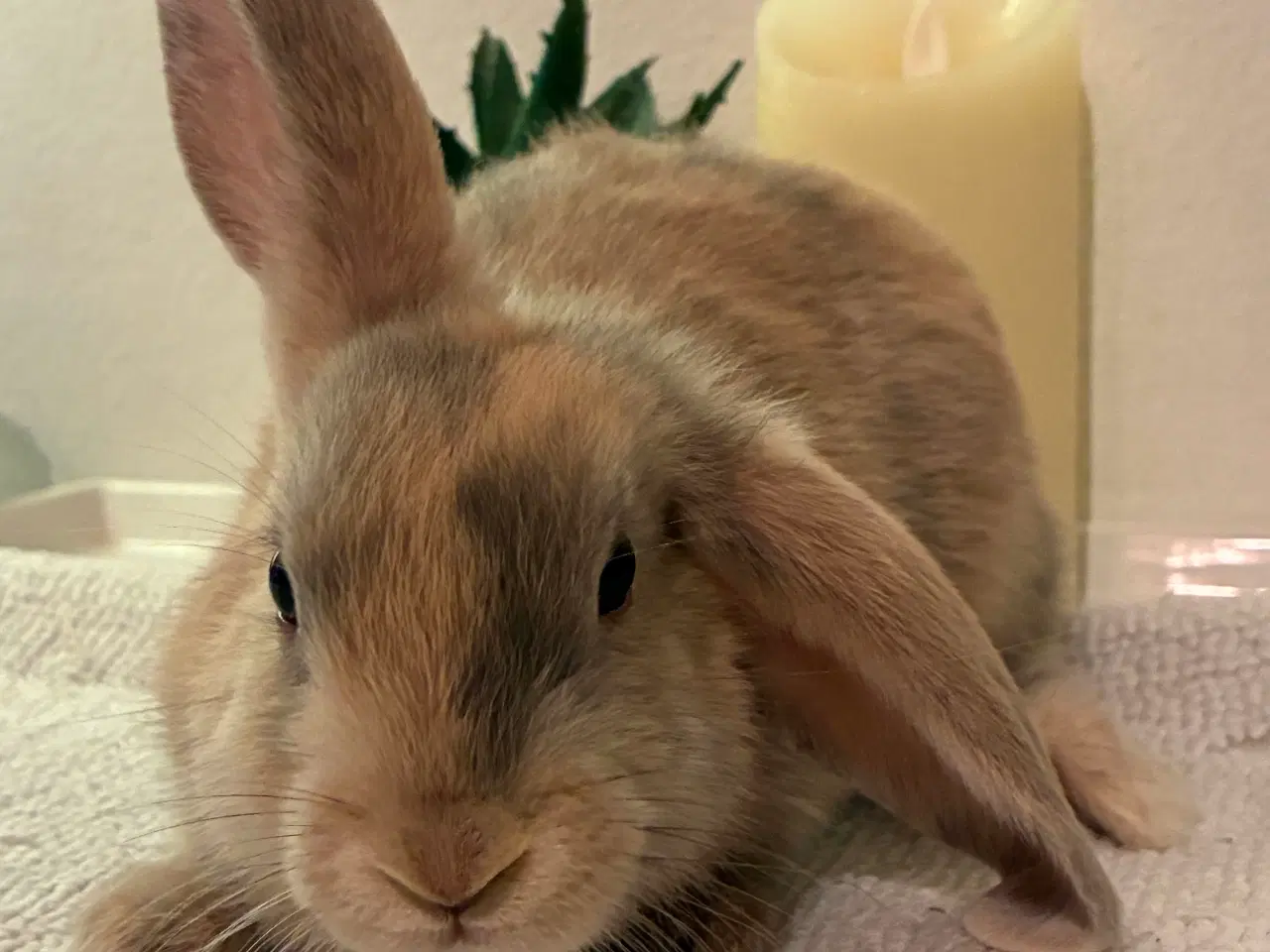 Billede 2 - Kanin unger til salg 
