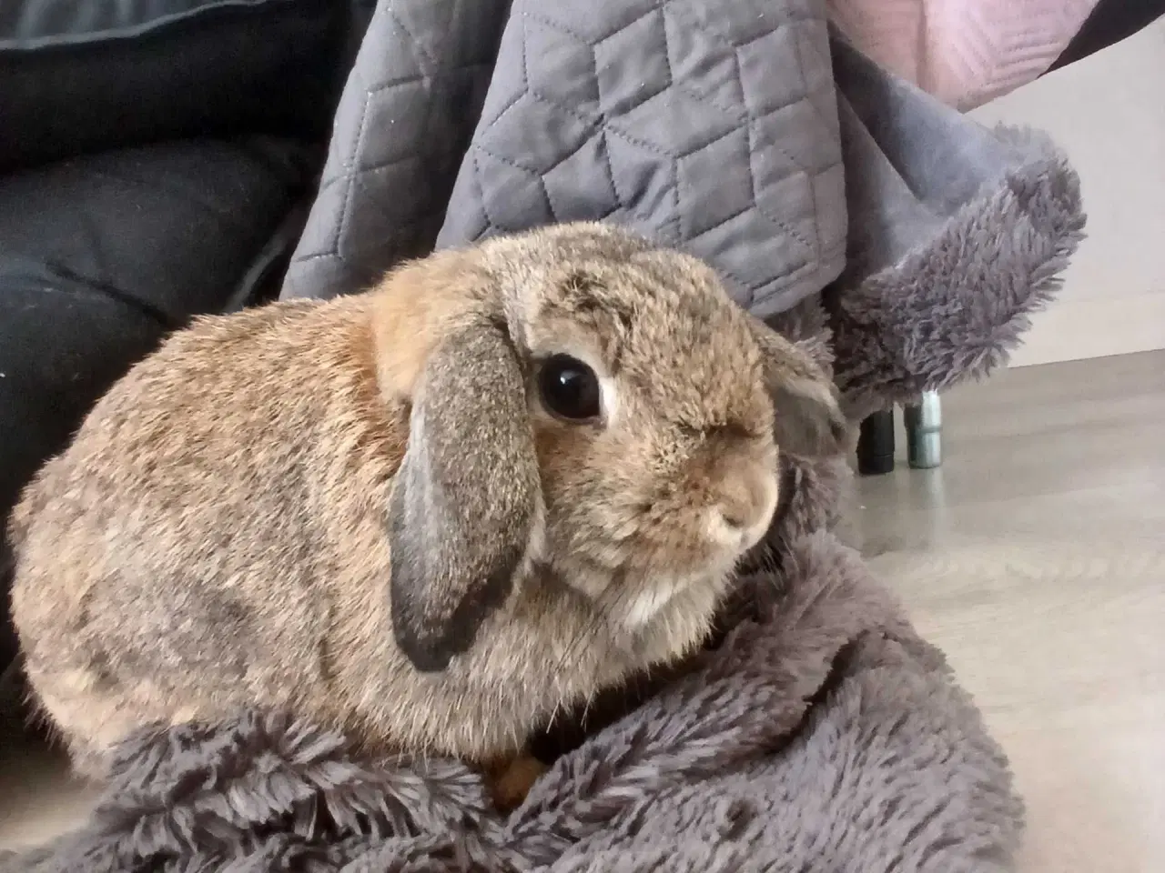 Billede 2 - Mini-lop hunkanin