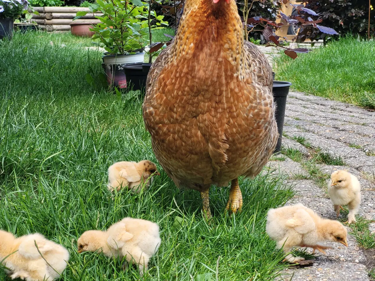 Billede 6 - Høne kyllinger 7 uger gamle