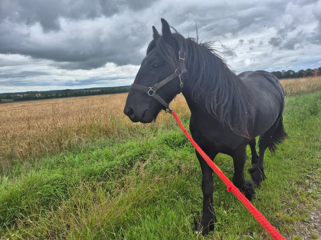 Billede 2 - Fell pony hingst