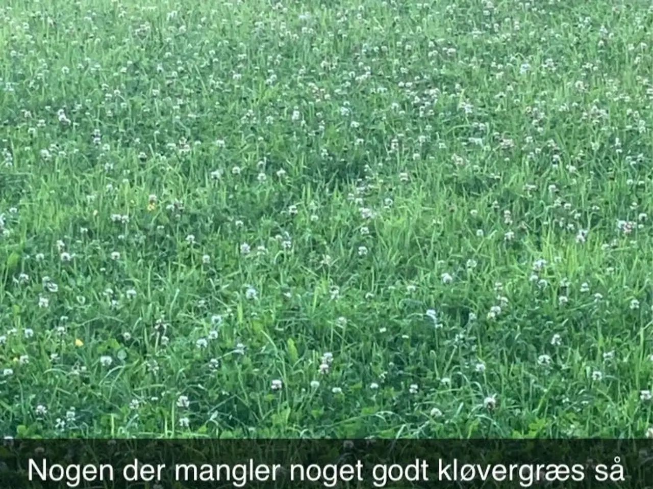 Billede 1 - Ko wrap kløvergræs 