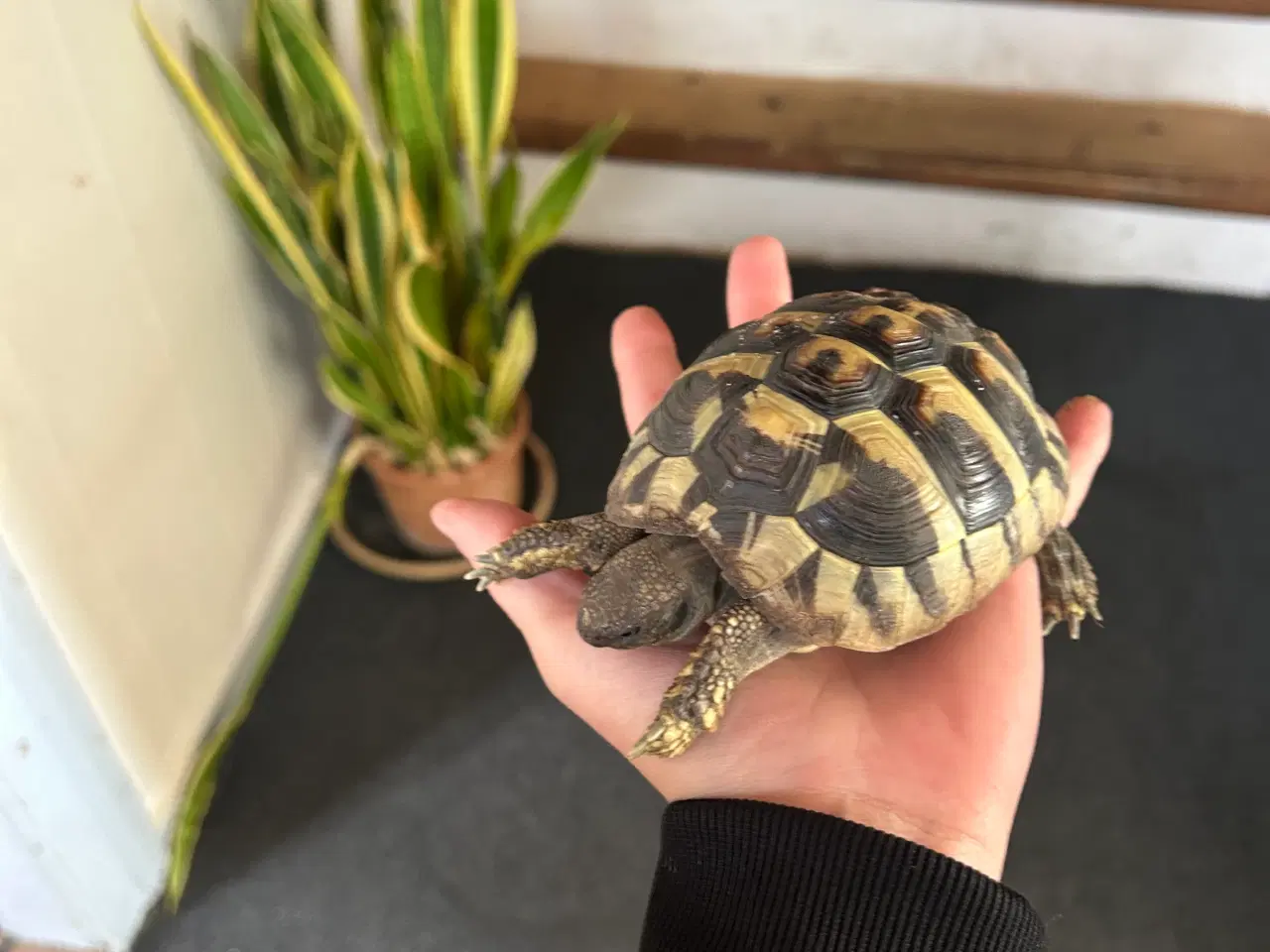 Billede 1 - Græsk landskildpadde 