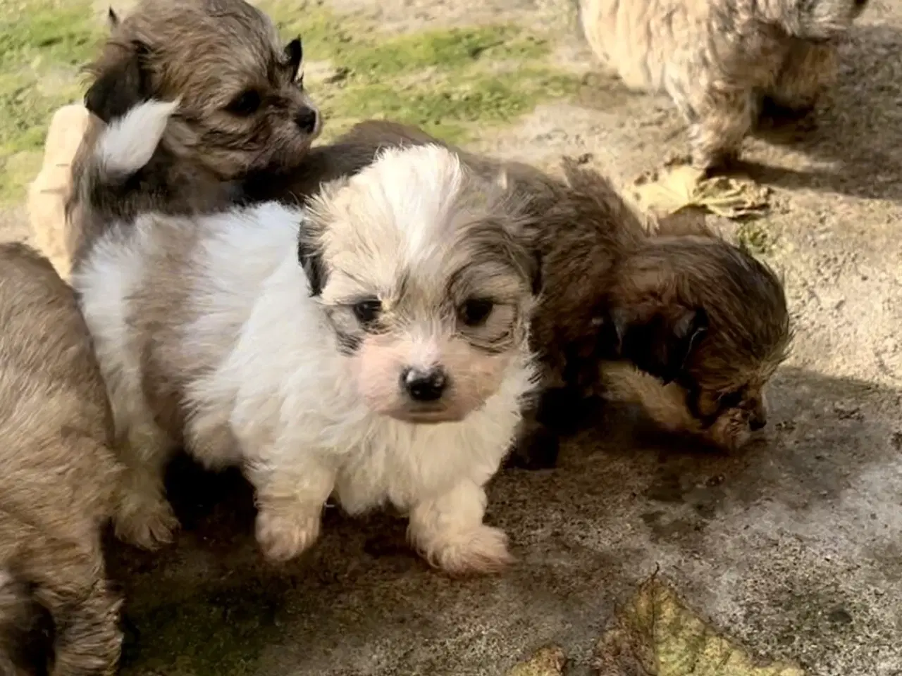 Billede 12 - Små allergivenlige og ikke fældende hundehvalpe