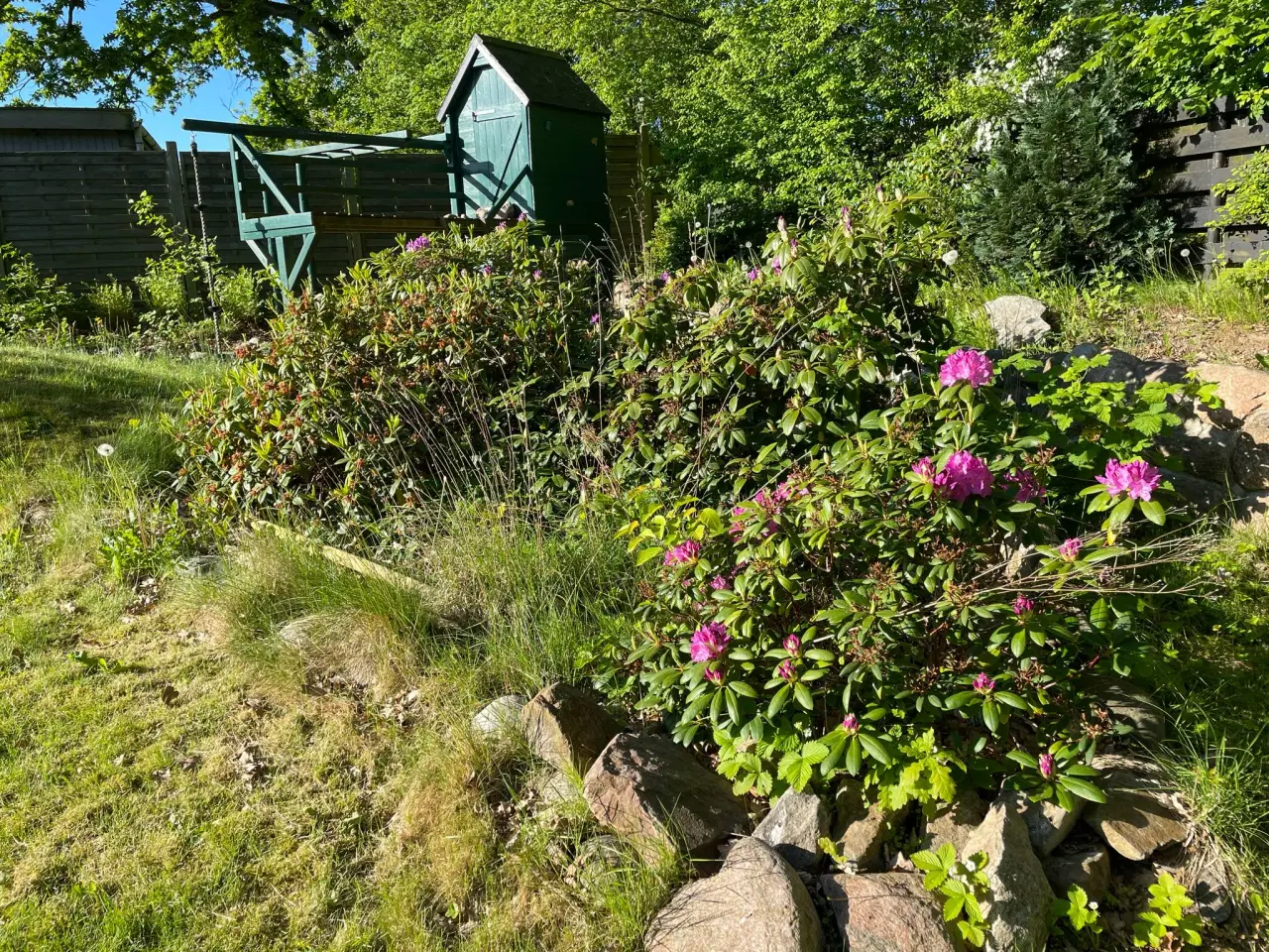 Billede 2 - GRATIS rhododendron – grav selv op 🌸