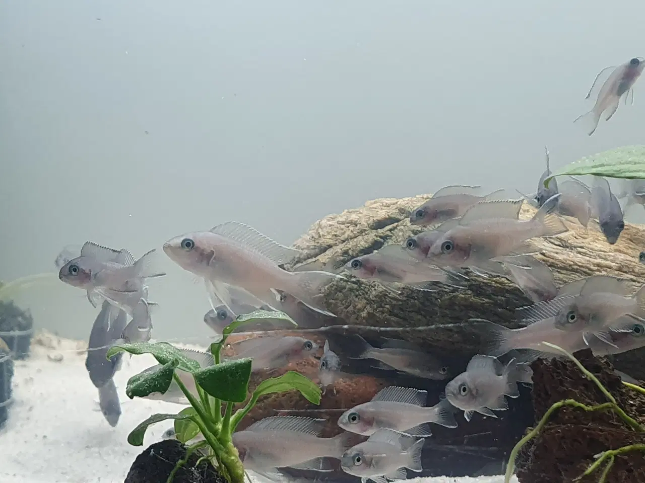 Billede 4 - Prinsessecichlider (Neolamprologus brichardi)