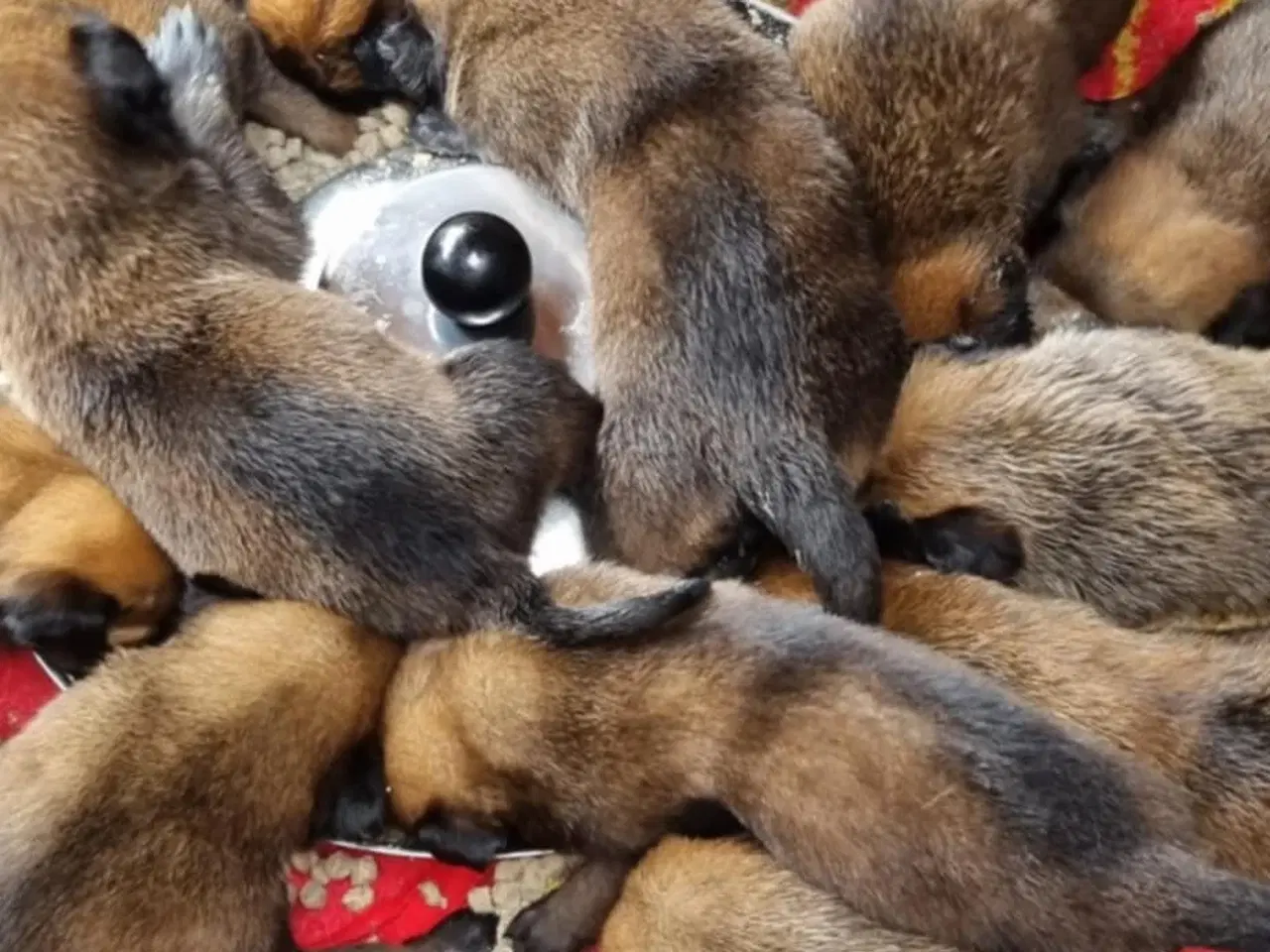 Billede 5 - Hvalpe Malinois Belgisk hyrdehund