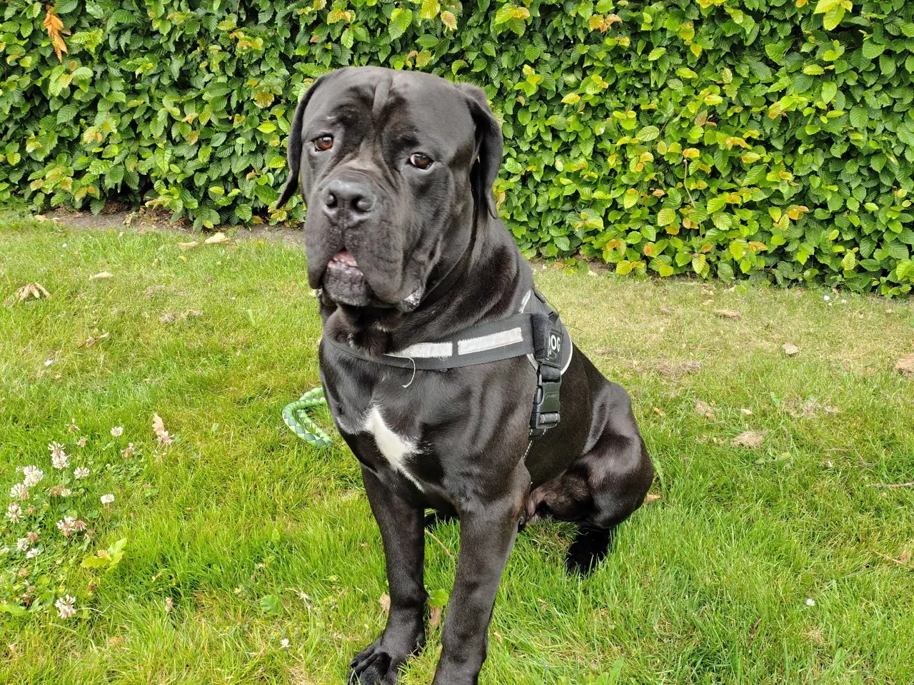 Billede 3 - Cane Corso Italiano 2 år🐾