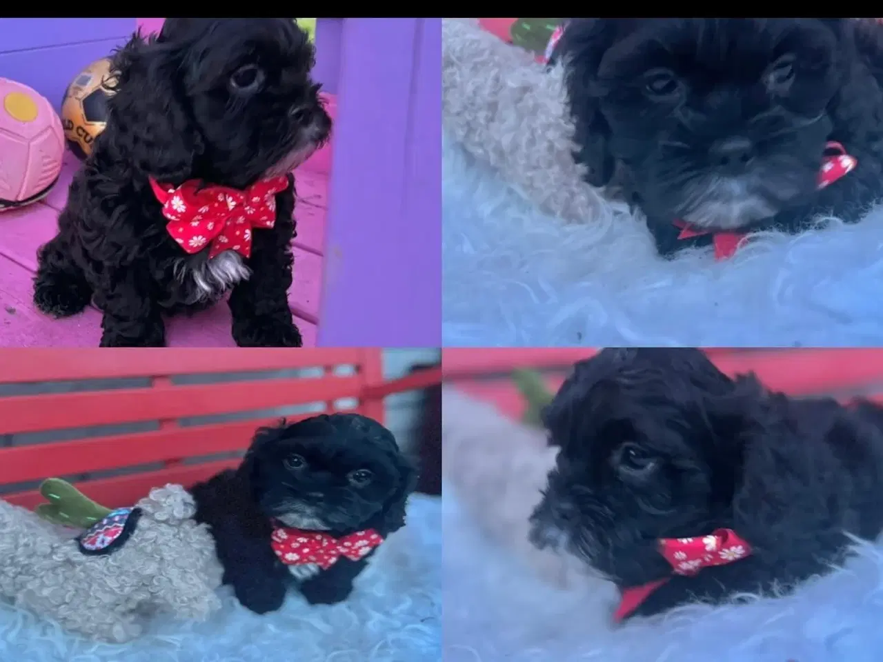 Billede 18 - Shihpoo hvalpe(Shih Tzu /Puddel 