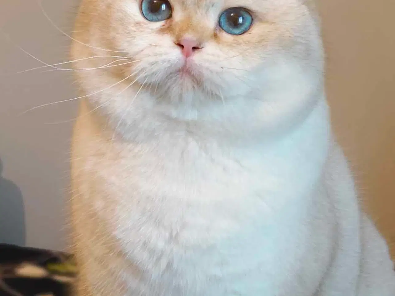 Billede 5 - Meget kælen killing søger nyt hjem