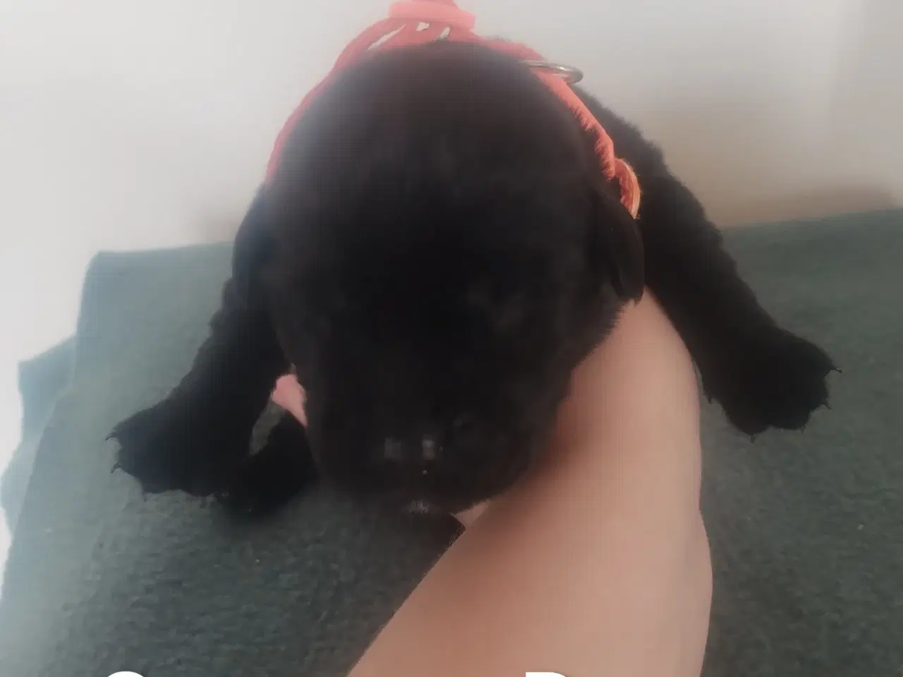 Billede 4 - Labrador hvalpe