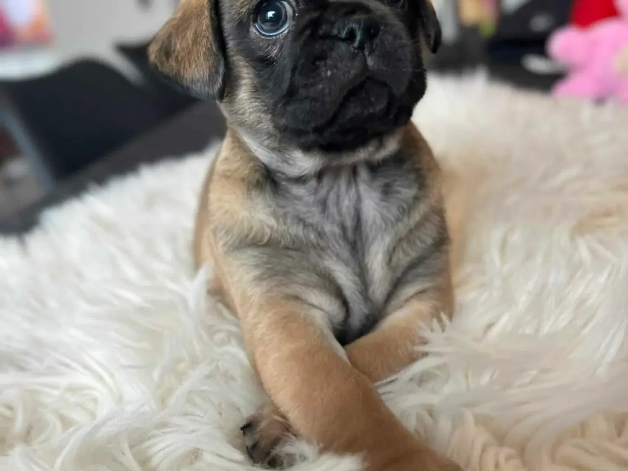 Billede 6 - Sødeste blandingshvalpe Mops/pekingeser/chihuahua 