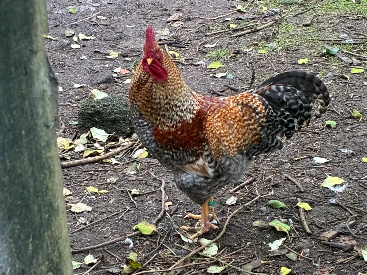 Billede 1 - Bielefelder høns
