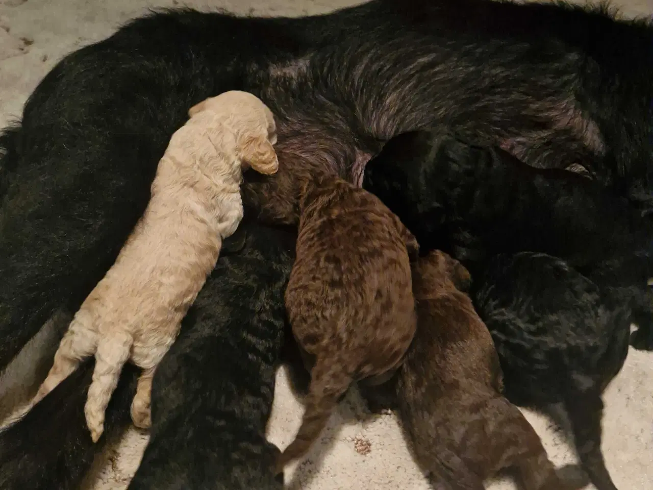 Billede 4 - Labradoodle hvalpe sælges