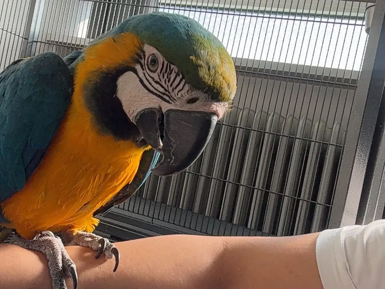 Billede 2 - Blue-and-yellow macaw