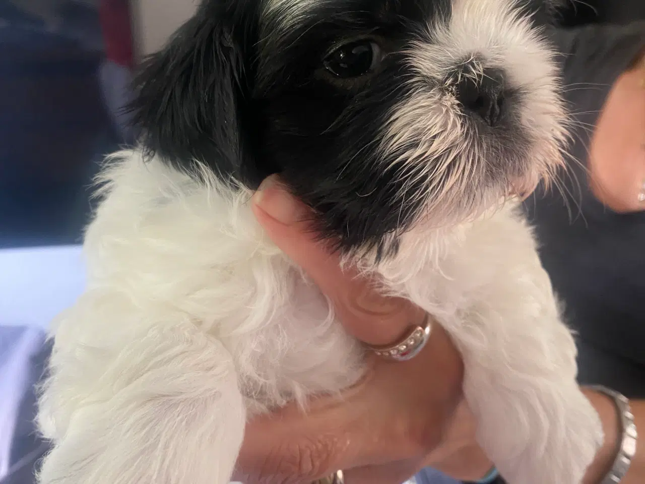 Billede 4 - Shih tzu Hvalpe.