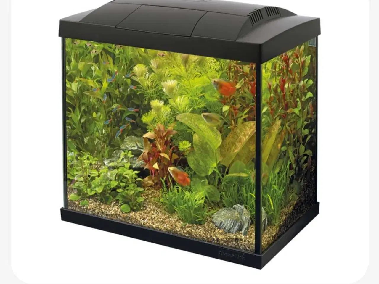 Billede 5 - 40 l. Akvarie med dværgkuglefisk 