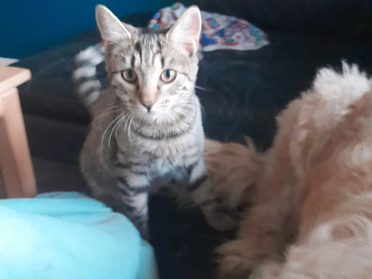 Billede 1 - Søde lullu 