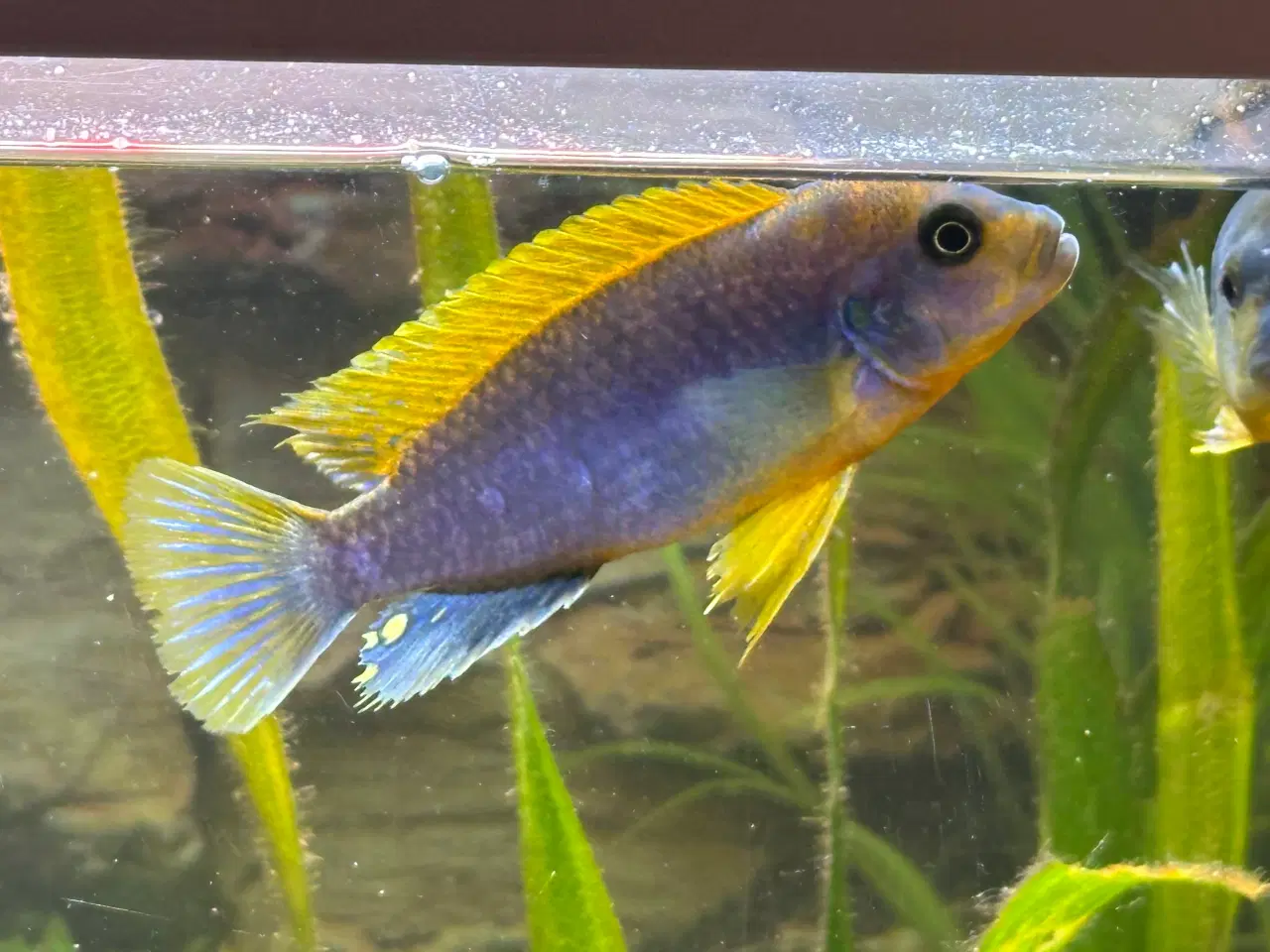 Billede 3 - Malawi Cichlider, pragtsmerlinger mm søger nyt van