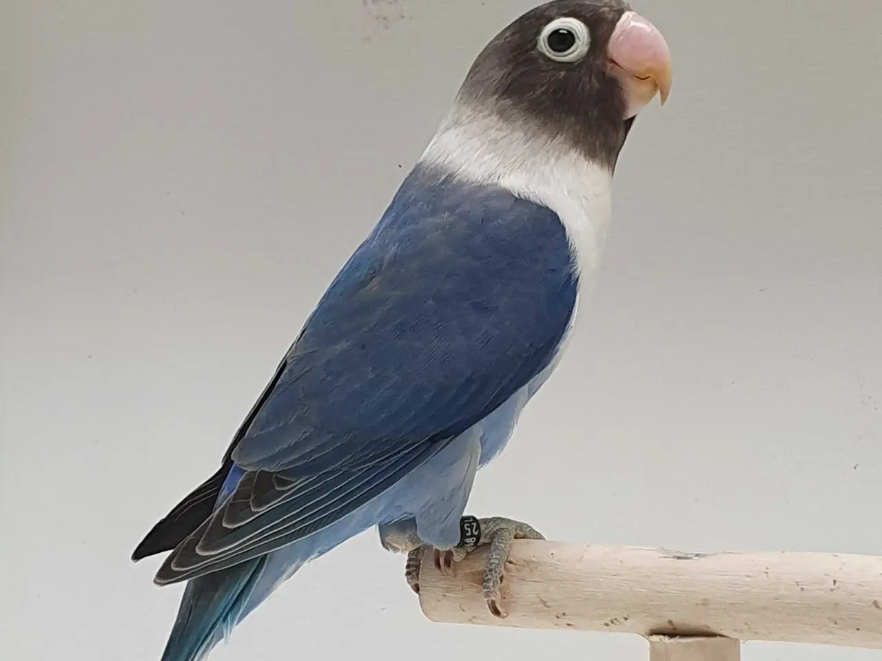 Billede 5 - Meget flot Sorthovedet dværgpapegøje