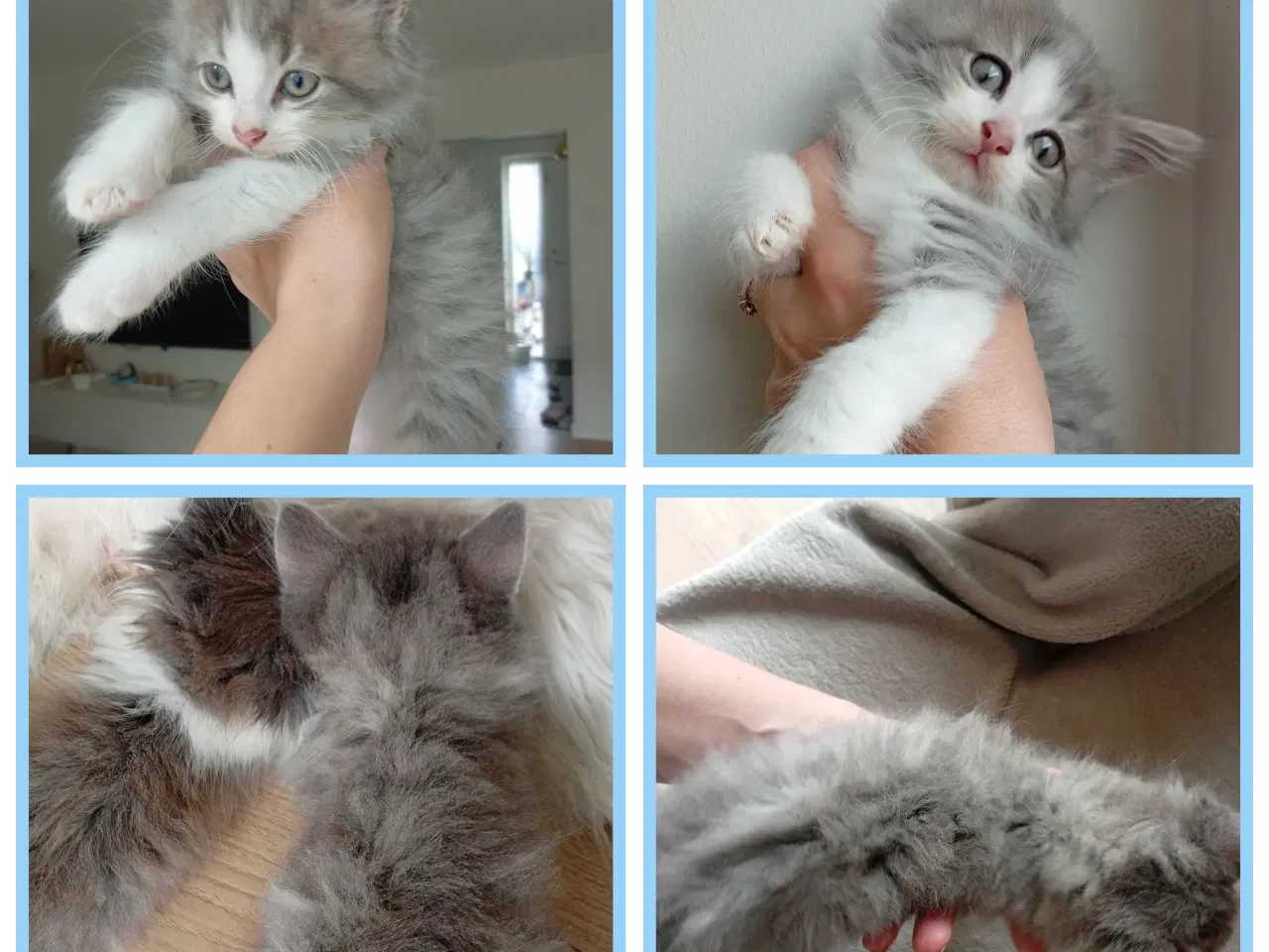 Billede 17 - Mainecoon killinger 